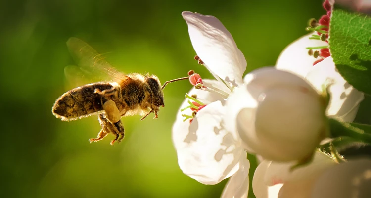 Die Vorteile von Bio-Honig: Was macht ihn besonders?